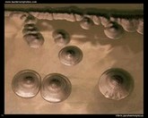Vibrio parahaemolyticus on T.C.B.S. agar
